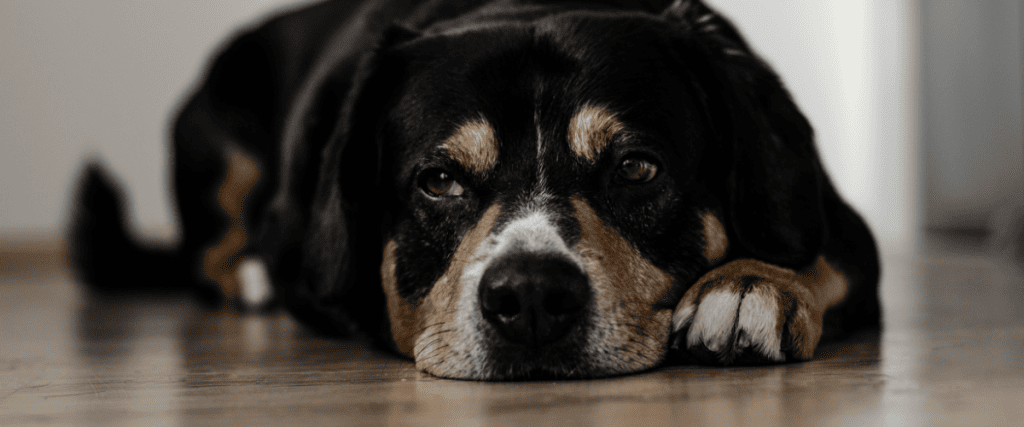 Puppy slapen: 5 tips voor een goede nachtrust!