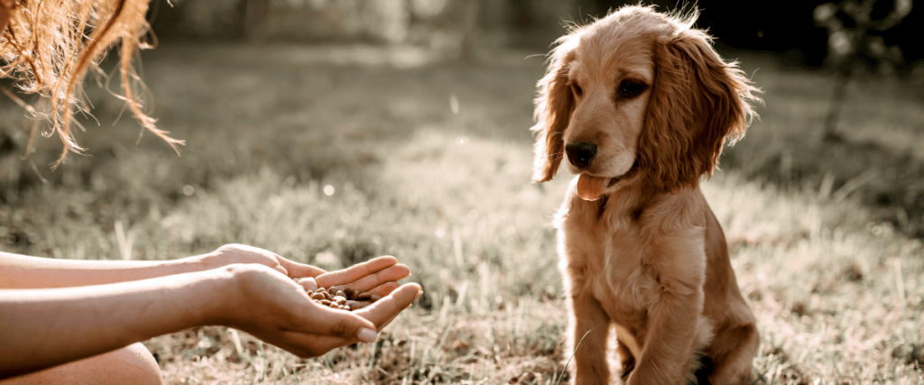 Puppy spelletjes: jong geleerd, oud gedaan!