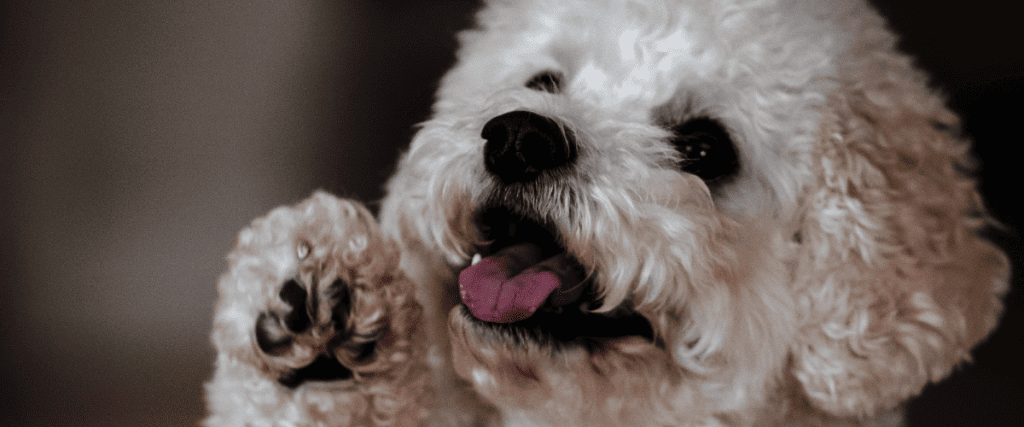 Welke dierenarts kiezen?