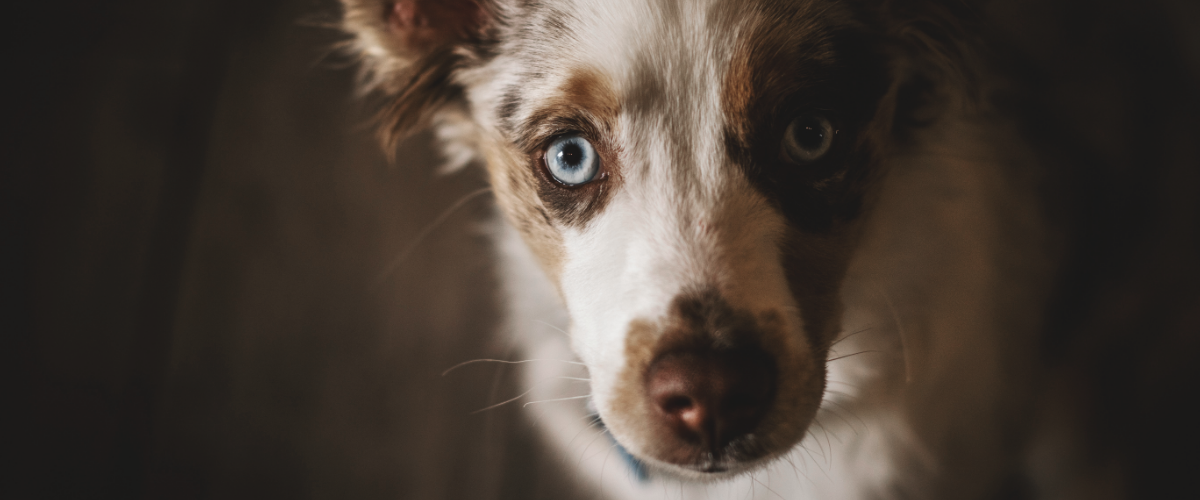 hond cremeren kosten