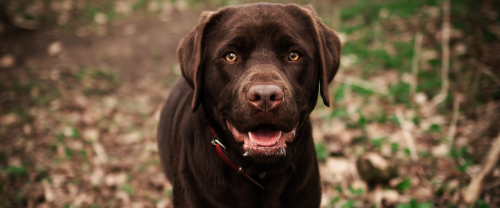 kosten castratie hond - castreren hond kosten