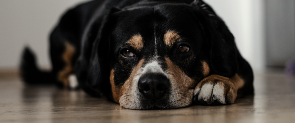 Endoscopie hond: Behandeling, Kosten & Vergoeding