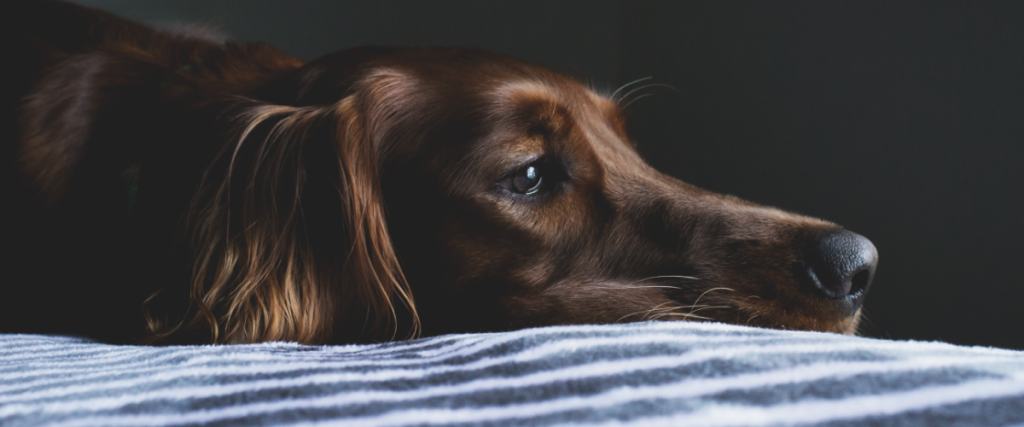 kosten hond inslapen