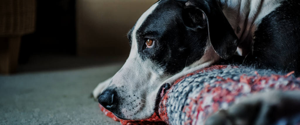 Urineonderzoek hond: Behandeling, Kosten & Vergoeding